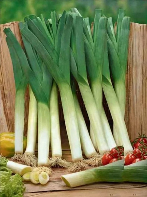 Лук порей Зимний гигант (УД) 0,25 гр. цв.п.