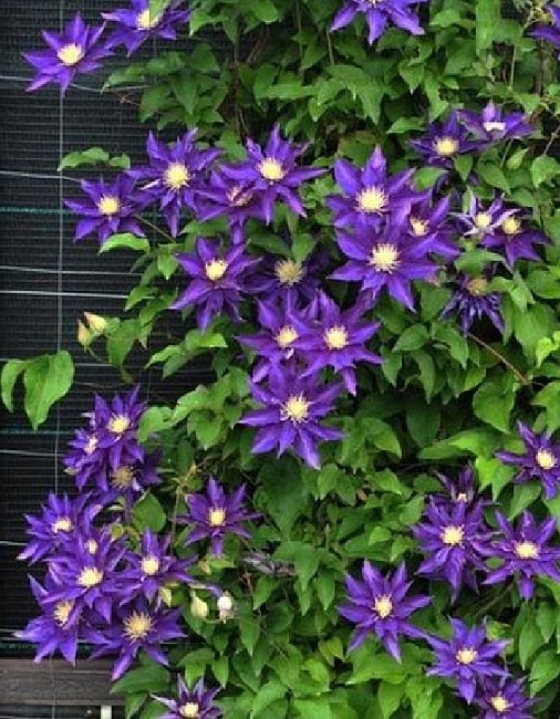 Клематис Хакуокан 1 шт Р9