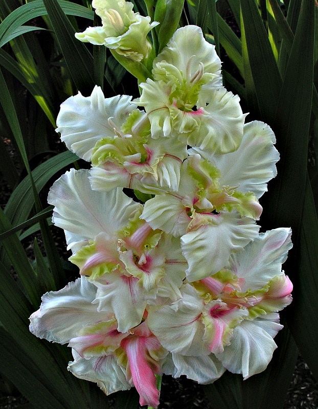 Гладиолус Снегири 