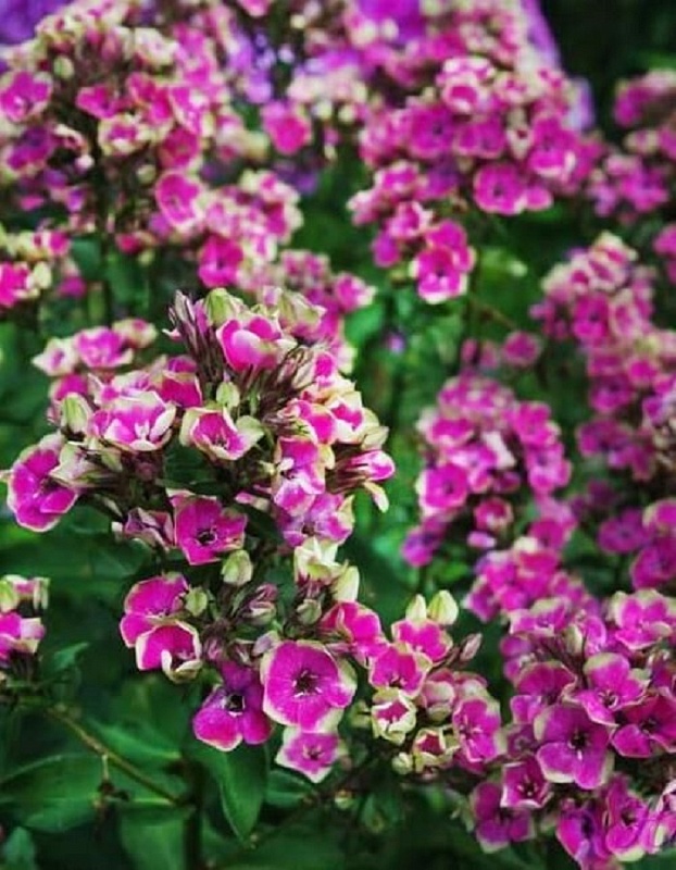 Флокс Орчид Йеллоу 