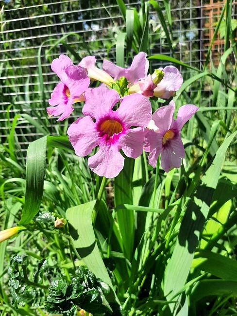 Инкарвиллея Делавея