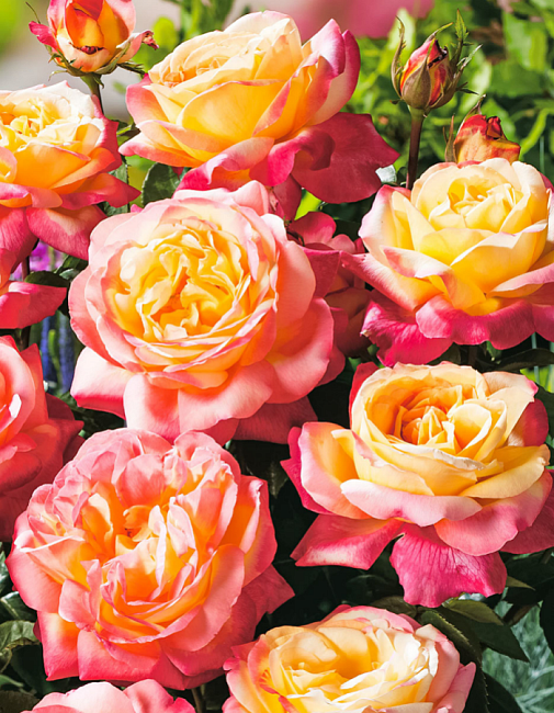 Роза бордюрная Бэйби Маскарад