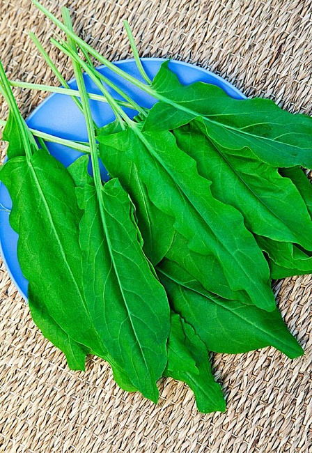 Щавель Крупнолистный 1 гр цв.п