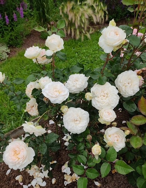 Роза чайно-гибридная Пурити