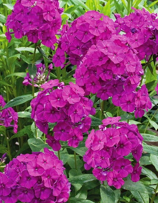 Флокс Венди Хаус 