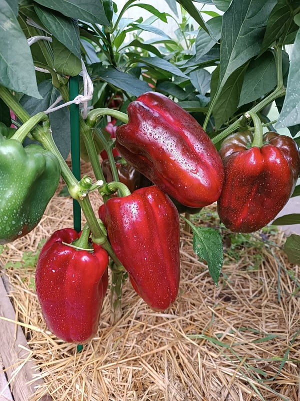 Перец сладкий Денис F1(УД) 12 шт. цв.п.