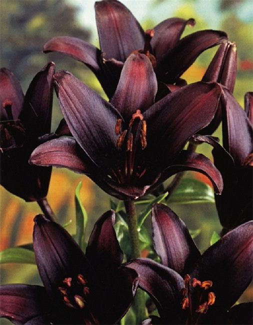 Лилия Ландини 