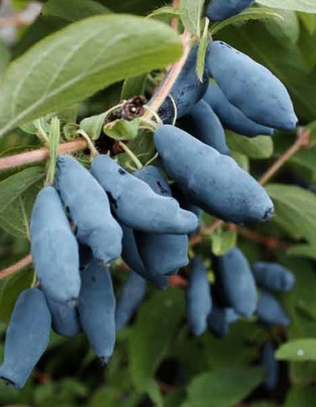 Жимолость съедобная Чулымская 