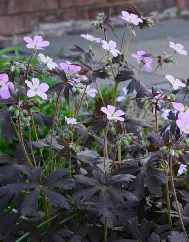 Герань пятнистая Эспрессо 1 шт Р9