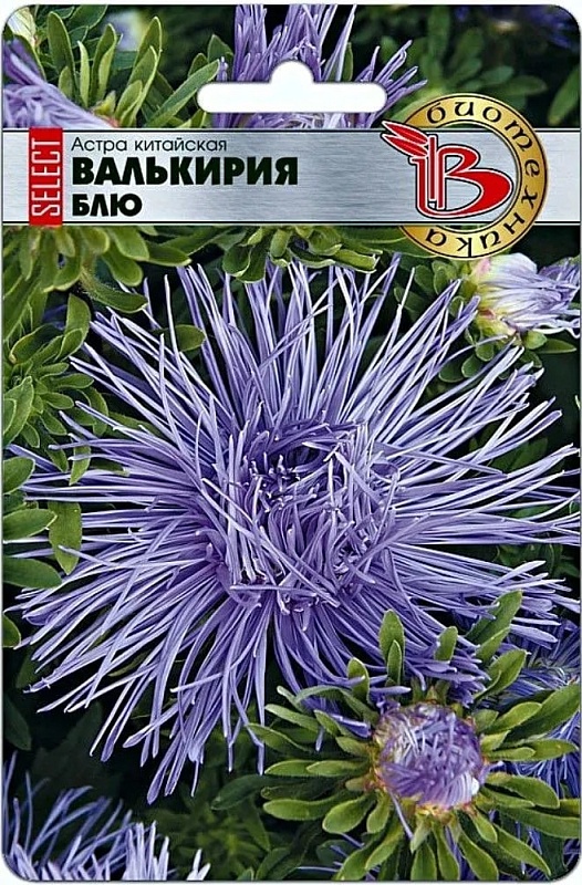 Астра Валькирия селект Блю 30 шт