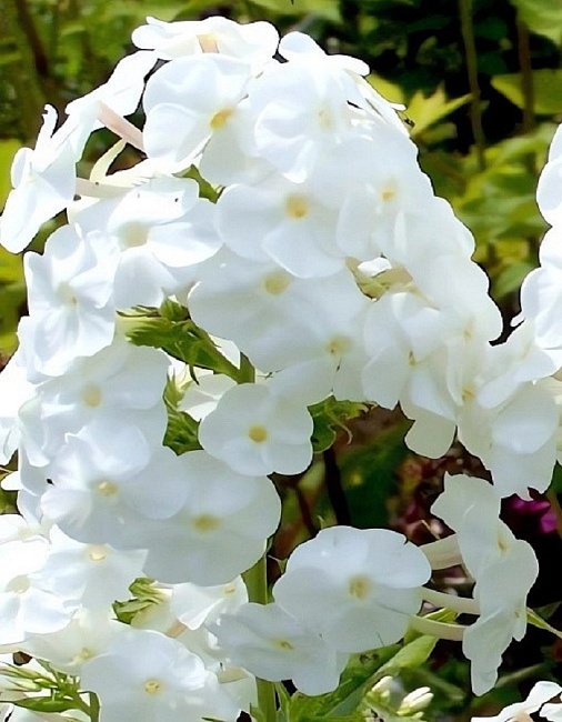 Флокс Вайт Адмирал