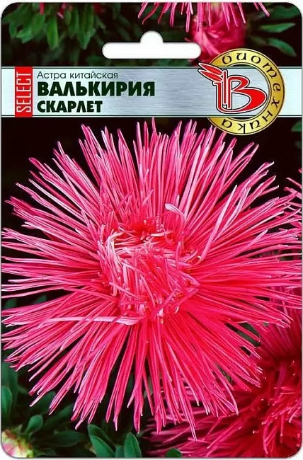 Астра Валькирия селект Роз 30 шт