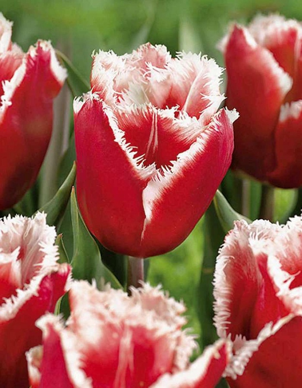 Тюльпан Нью Санта 1 уп.(3шт.) 