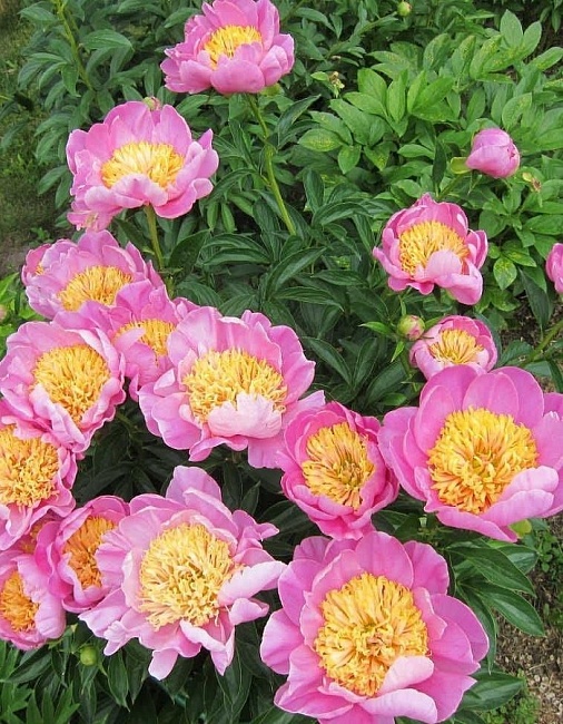 Пион травянистый Бёздей