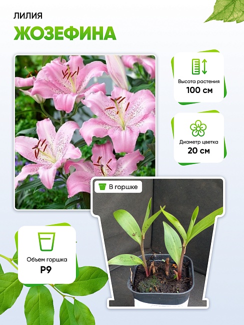 Лилия Жозефина 1 шт Р9