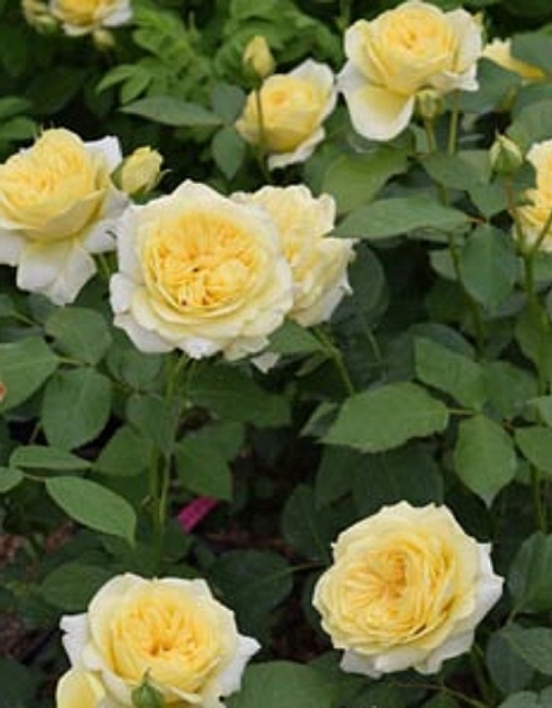 Роза миниатюрная Тет де Ор