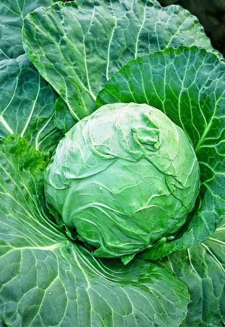 Капуста белокочанная Июньская 1 гр б.п