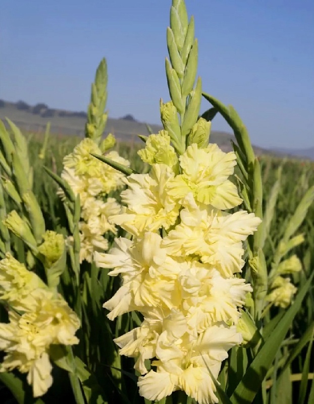 Гладиолус Белое Игристое 