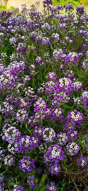 Алиссум Виолет квин 0,25 гр цв.п