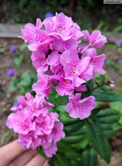 Флокс Зенобия