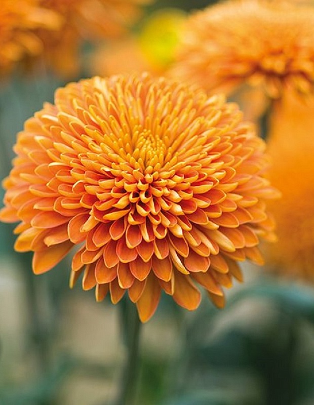 Хризантема Маргарет Бронз ASF 1 шт Р9