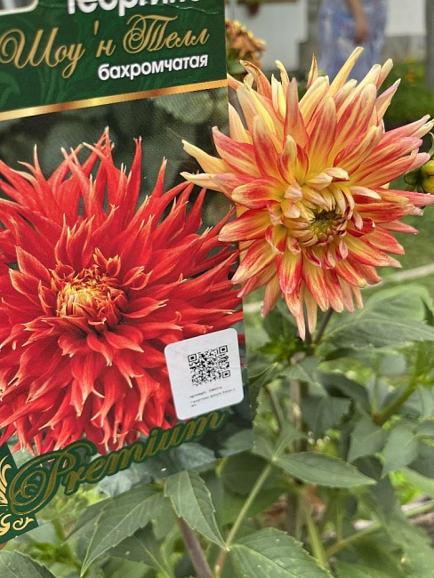 Георгина Шоу'н Телл 1 шт.