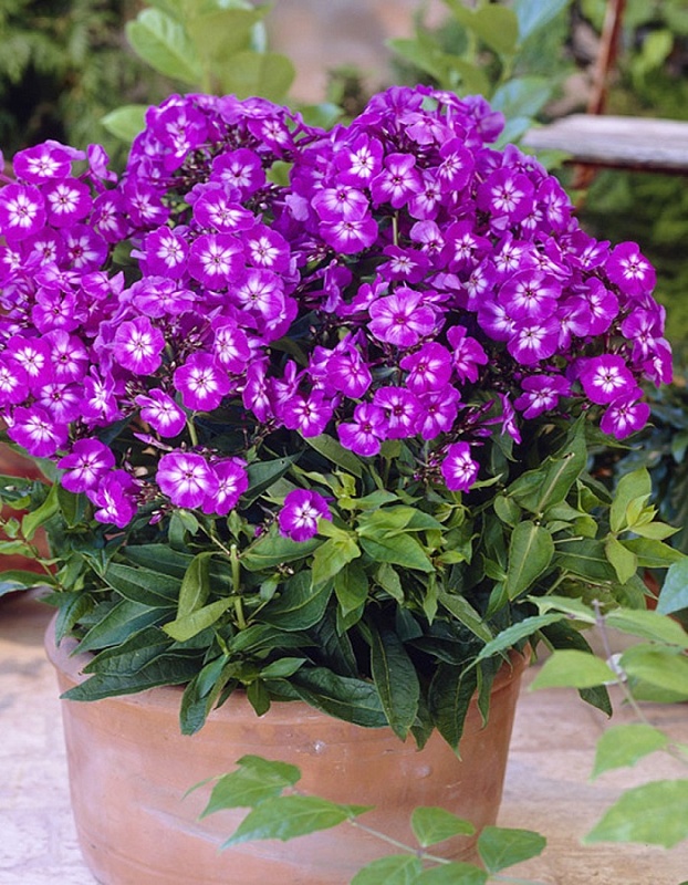 Флокс Успех 