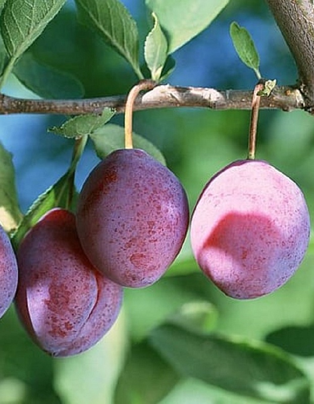 Слива Конфетная 