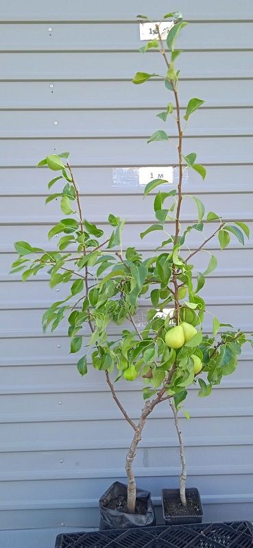 Груша Новогодняя 1шт 