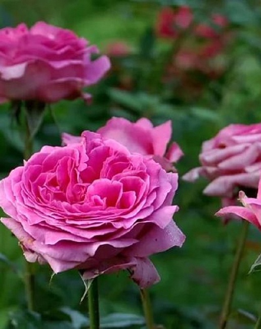 Роза чайно-гибридная Бернадетта 1 шт
