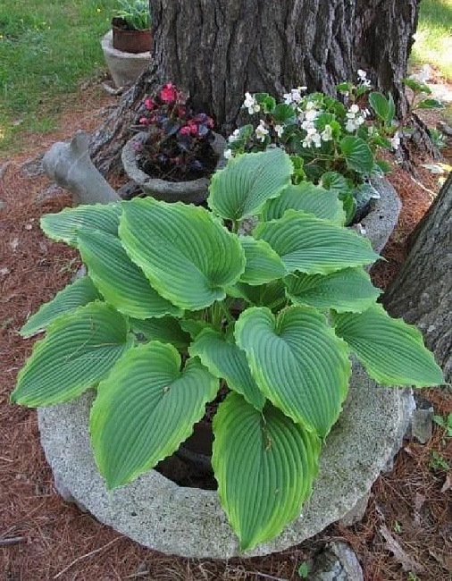 Хоста Спартакус