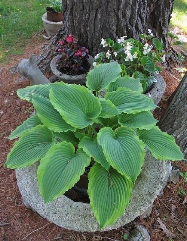 Хоста Спартакус