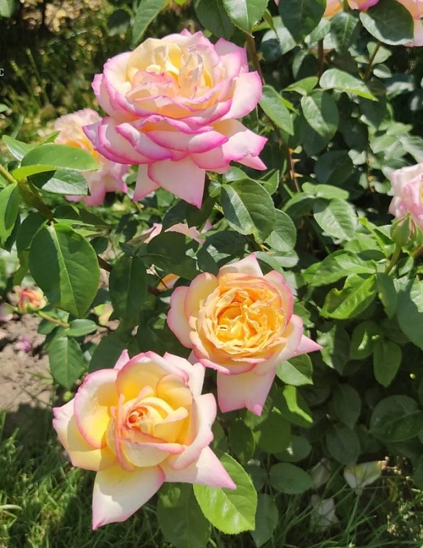 Роза чайно-гибридная Глория Дей 