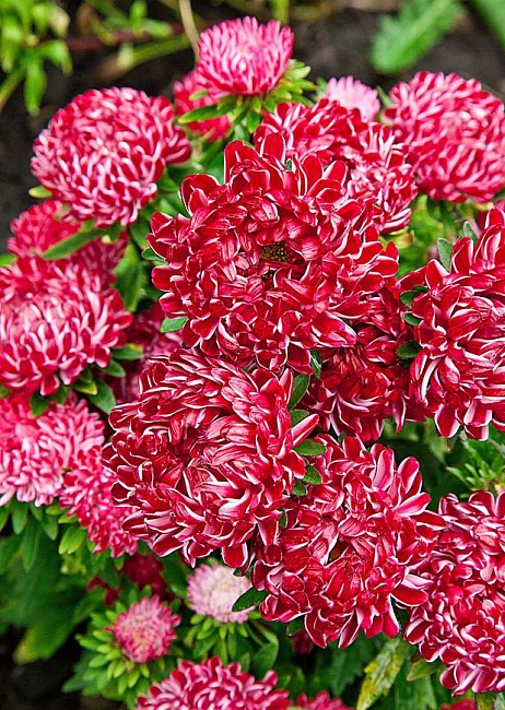 Астра Риббон красная  0,1 гр