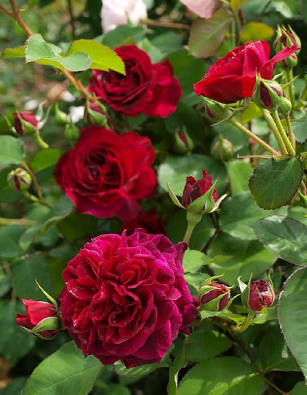 Роза кустовая Традескант