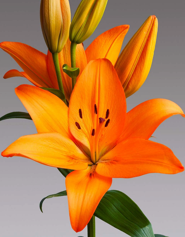 Лилия Оранж Тон 
