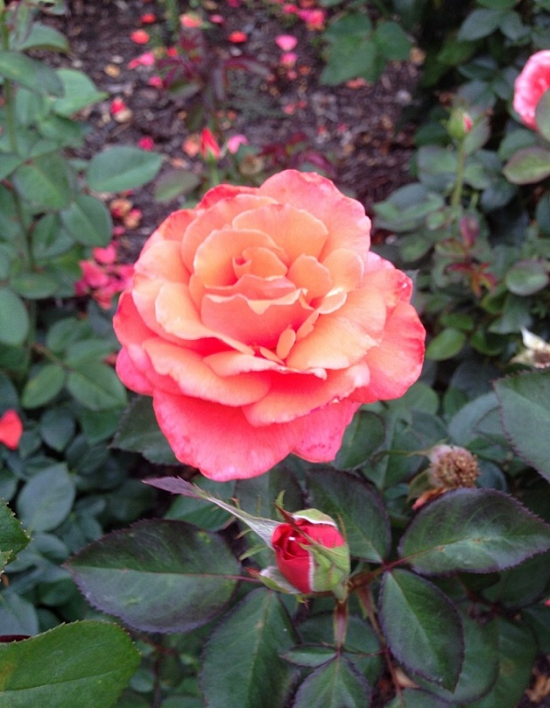 Роза флорибунда Пиз Арей 