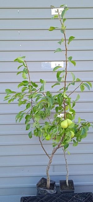 Груша Тонковетка Уральская 1шт 