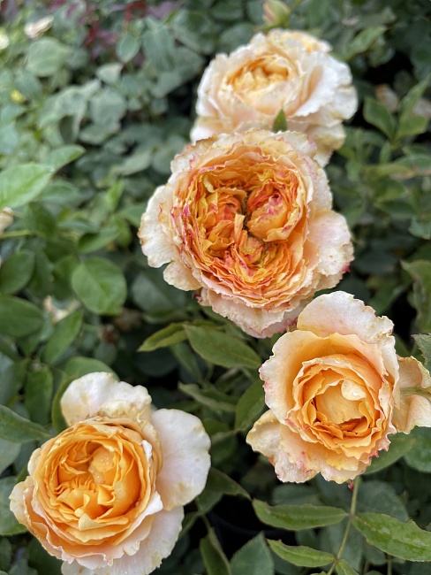 Роза чайно-гибридная Каралуна