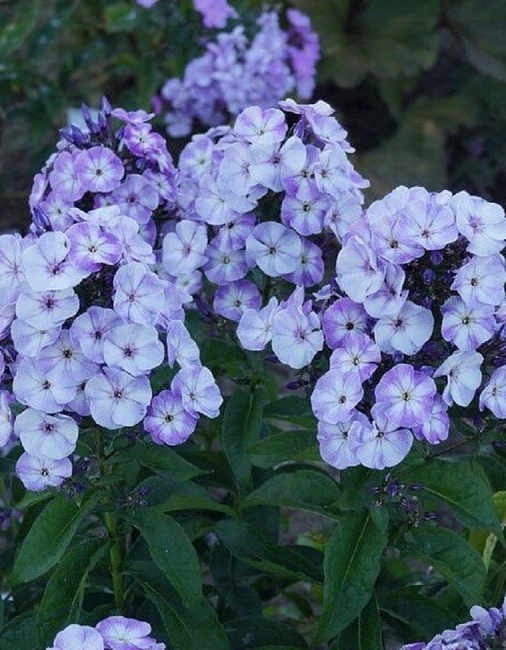 Флокс Юник Олд Блу 