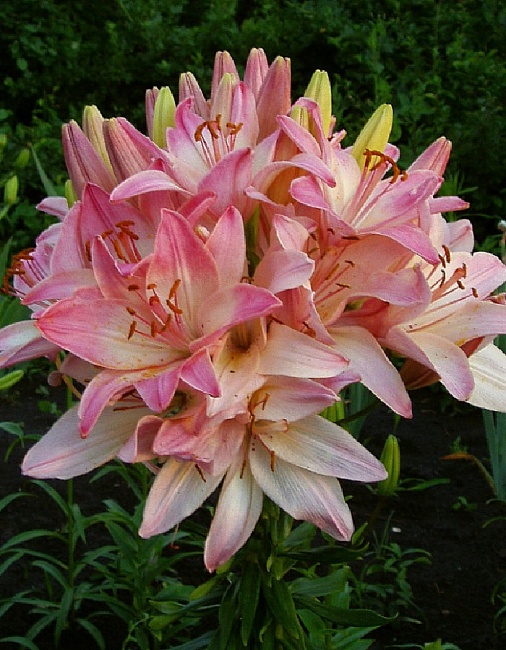 Лилия Марлен 