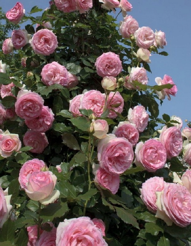 Роза плетистая Пьер де Ронсар