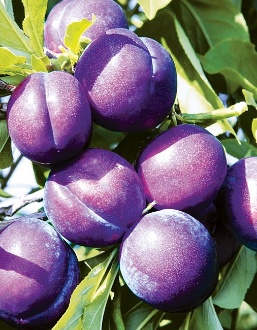 Слива Синильга 