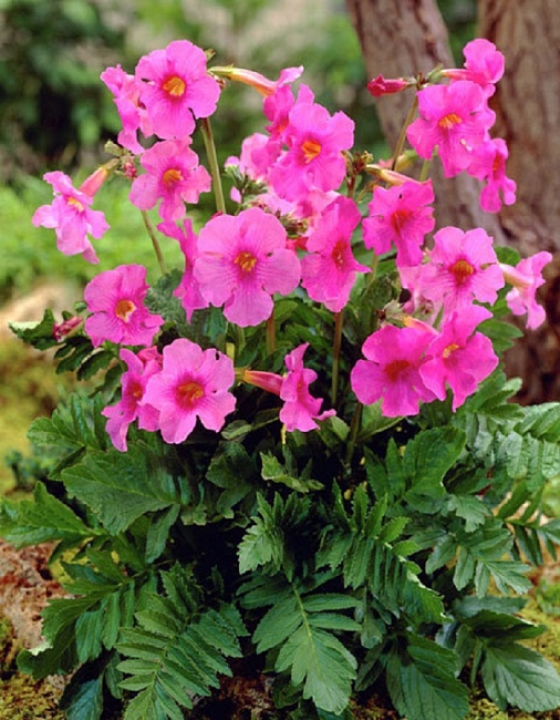 Инкарвиллея Делавея