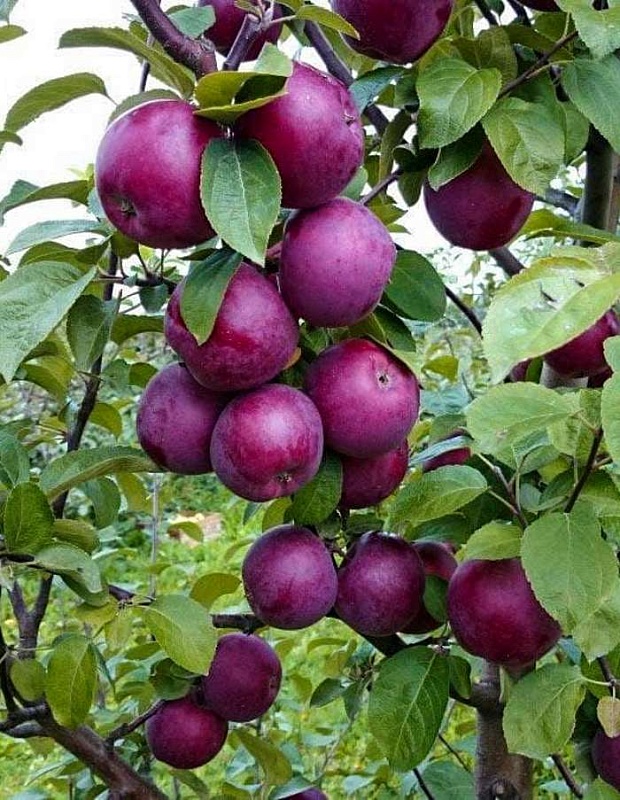 Яблоня Спартан