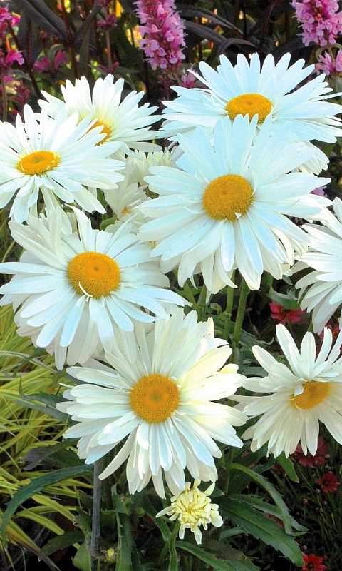 Нивяник наибольший Аляска (УД) 0,25 гр цв п