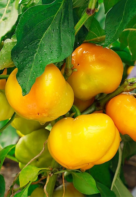 Перец сладкий Золото героя (Селекция "ВХ") 0,1 г цв/п  КЭШБЭК 25%