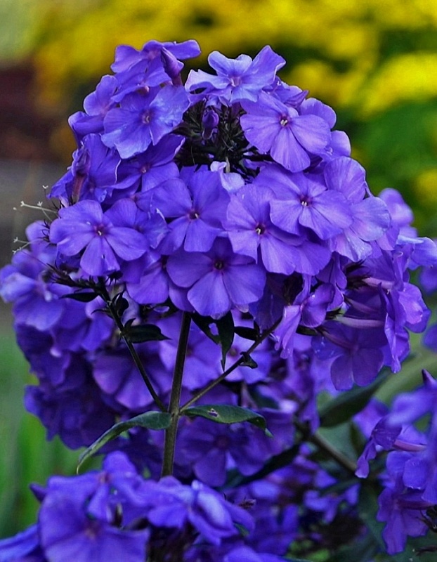 Флокс Блю Парадайз 