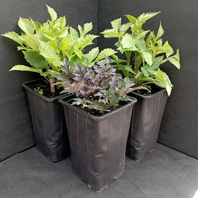 Георгины в ассортименте 1 шт С2