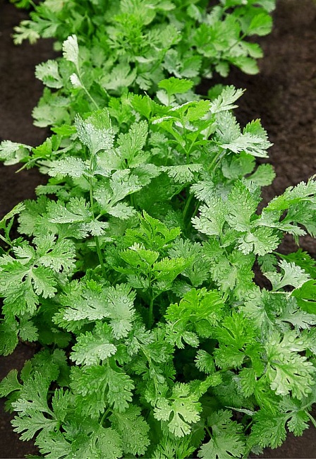 Кориандр (кинза) Янтарь овощной 2 гр ц.п